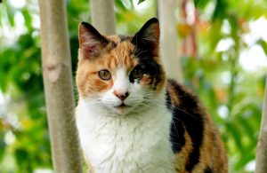 cat-794452-300x195.jpg