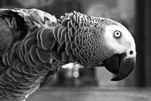 parrot-1246663-300x201.jpg
