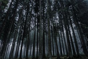forest-2048742_1920-300x200.jpg