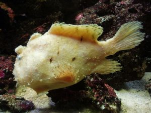 800px-Clown_Anglerfish_Antennarius_maculates_-_GRB-300x225.jpg