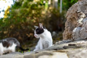kitten-3194259_1920-300x200.jpg