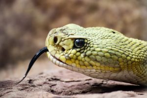 rattlesnake-4412933_1920-300x200.jpg