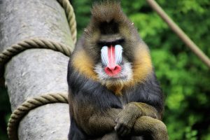 baboon-3657030-300x200.jpg