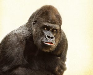 gorilla-448731-300x242.jpg