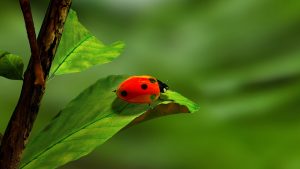 ladybird-163480-300x169.jpg