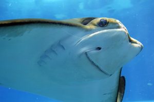 stingray-3399112-300x200.jpg