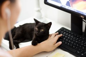 black-cat-holding-persons-arm-1049764-300x199.jpg