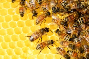 honey-bees-326337-300x200.jpg