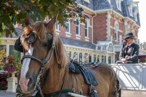 horse-drawn-carriage-4457457-300x199.jpg