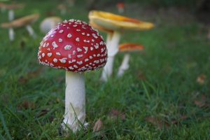fly-agaric-1957611-300x200.jpg