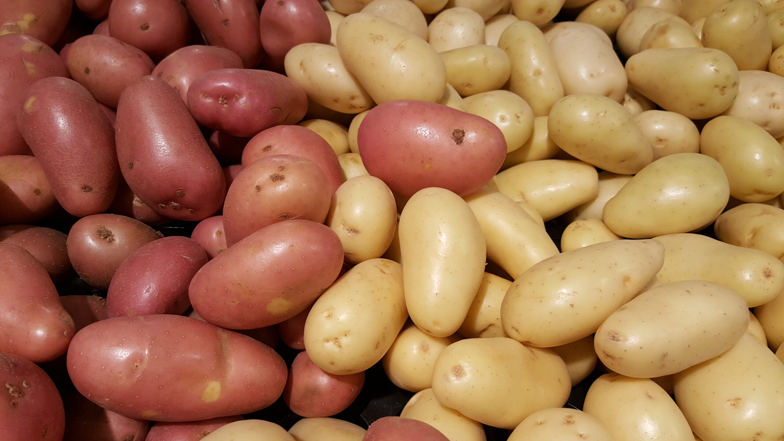 Mashed Potato Editorial