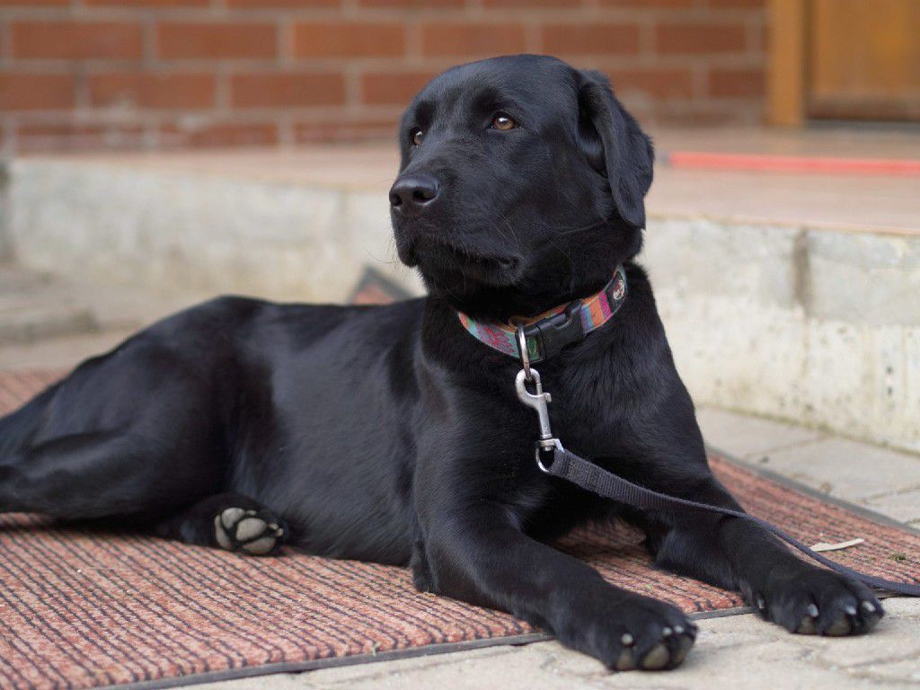 2560px-Female_Black_Labrador_Retriever-1536x1190-1.jpg.optimal.jpg
