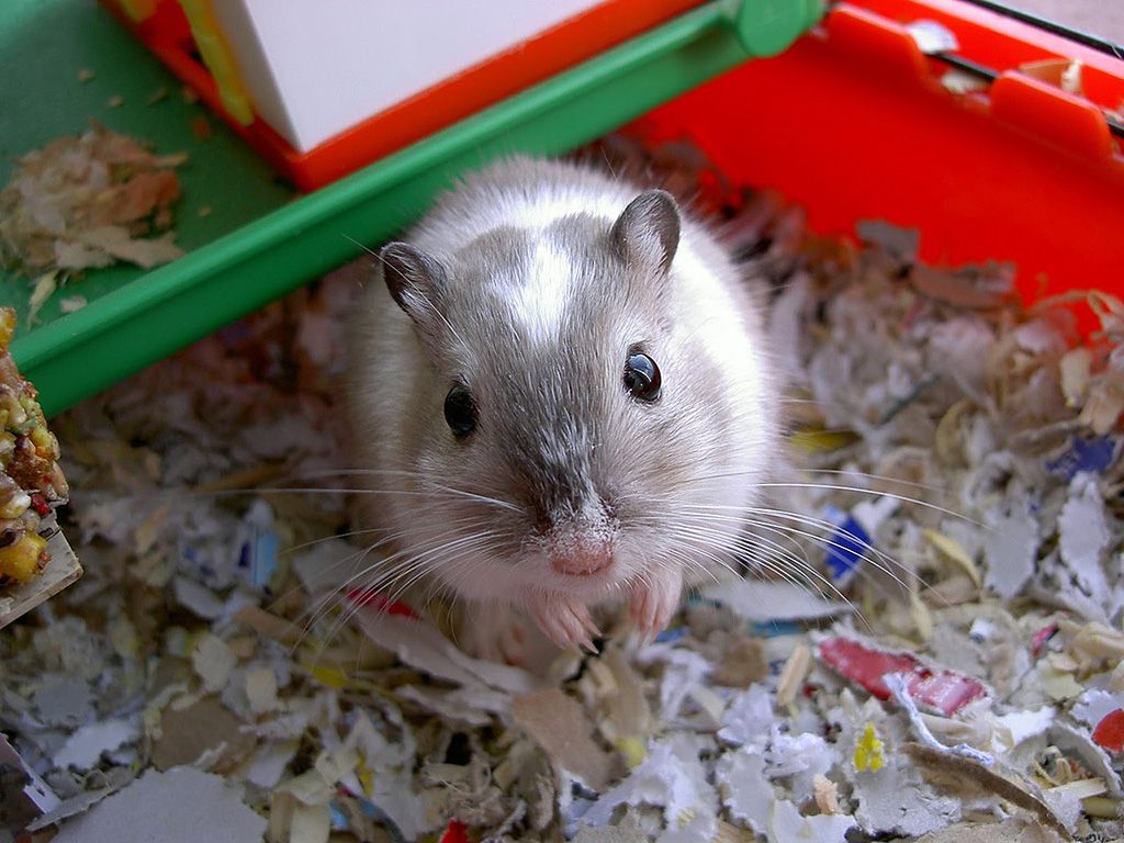 resize1280px-Gerbil.jpg.optimal.jpg