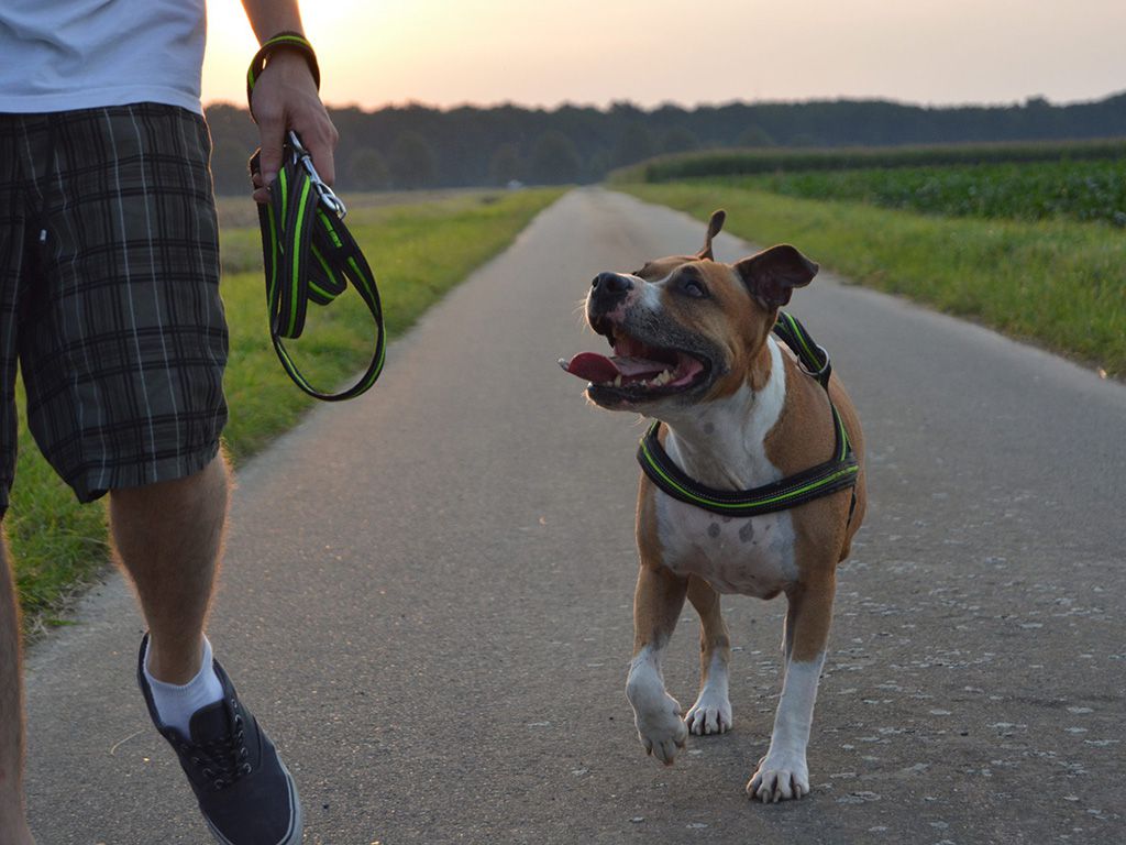 resize1_walking-sunset-dog-walk-brown-mammal-1221787-pxhere.jpg.optimal.jpg