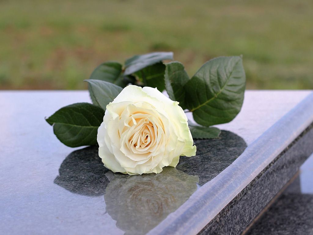 resizewhite-rose-2292061_1920-1536x1023-1.jpg.optimal.jpg