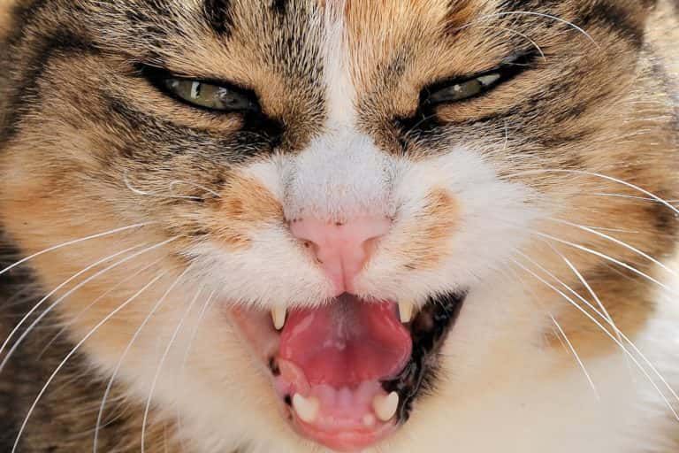 animal-pet-cat-mammal-facial-expression-yawn-792710-pxhere.com_-768x512-1.jpg.optimal.jpg