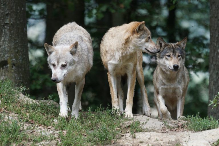 timber_wolves_wolves_family_pack-700469-768x513-1.jpg.optimal.jpg